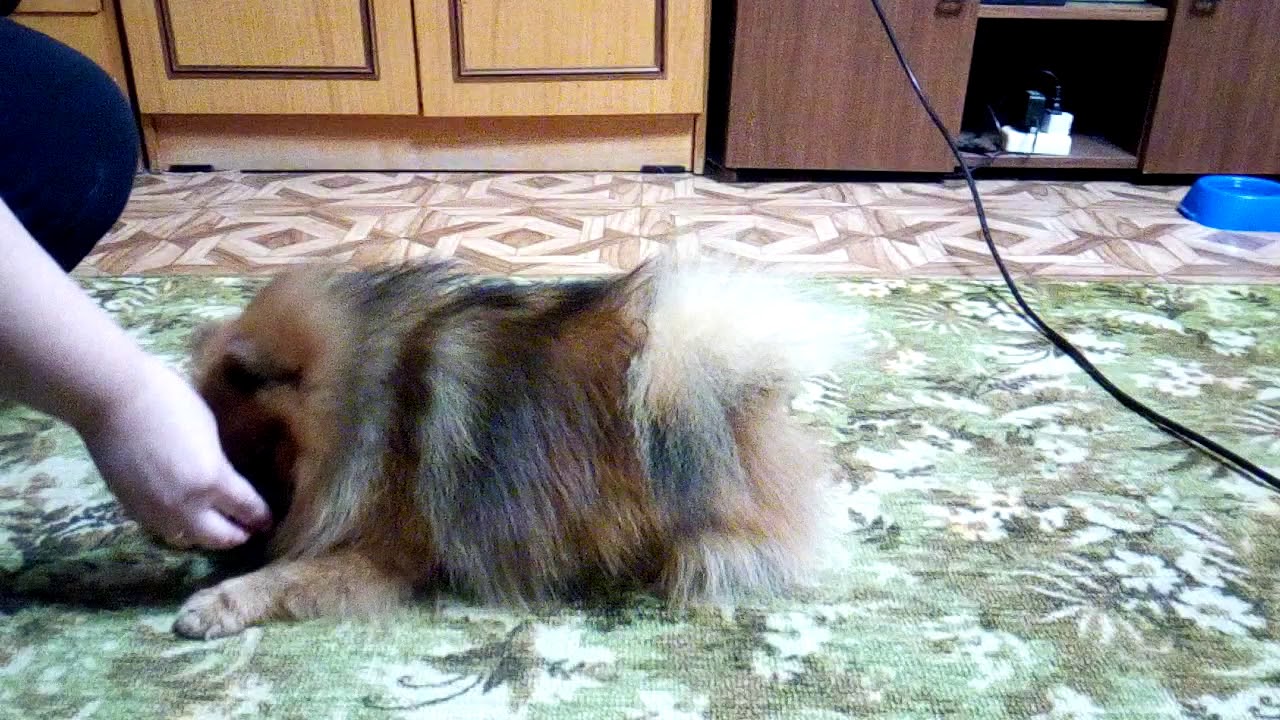 Шпиц в машине
