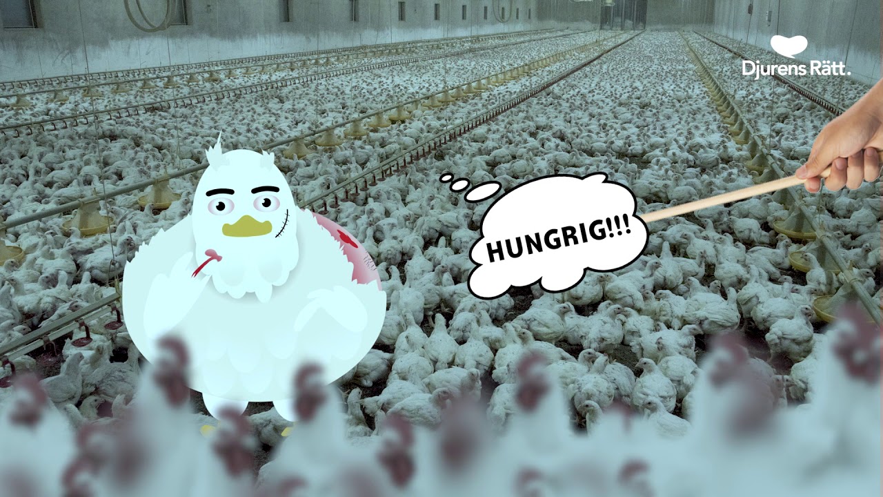 Mitt liv som kyckling: Så äter jag