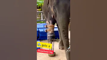 #eliphant #get a #prostheticleg