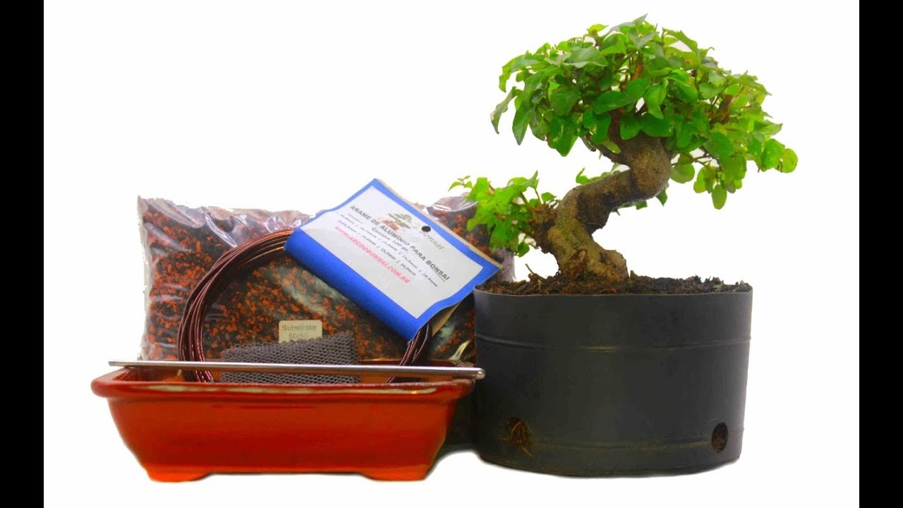 MEU PRIMEIRO BONSAI KIT ABC DO BONSAI YouTube