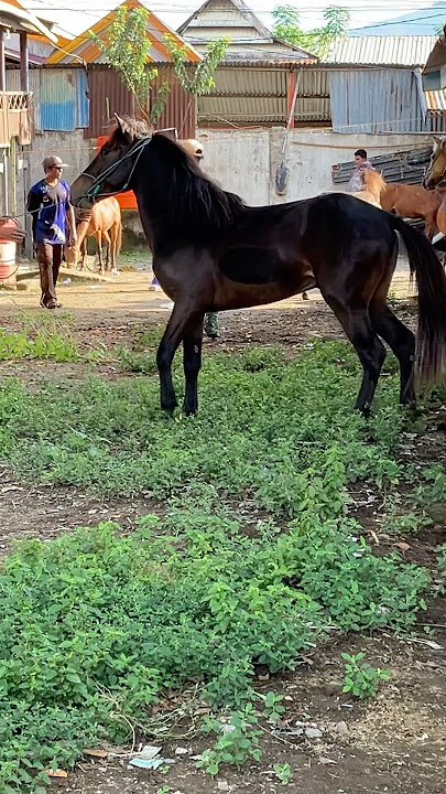 WADUH !! KUDA HITAM TINGGI INI HAMPIR SAJA LEPAS #kudahitam #blackhorse #kudatinggi