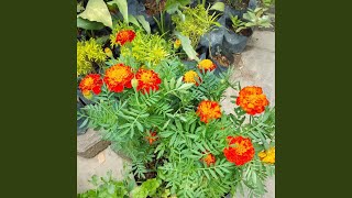 Download Lagu Nasi Goreng Pedas Nikmat MP3