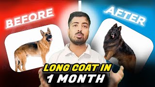 How to make my German shepherd dog long coat? screenshot 5