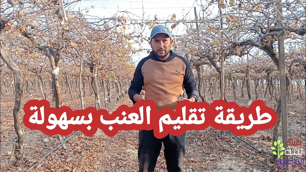 طريقة تقليم العنب بسهولة