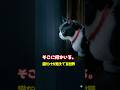 何見えてるの…?猫だけが見えてる世界 #猫 #猫の不思議 #猫の能力