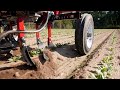 Spinach cultivation with beet hoes  tilmor works episode 5