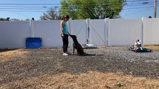 Outside Obedience with Max and Ruby