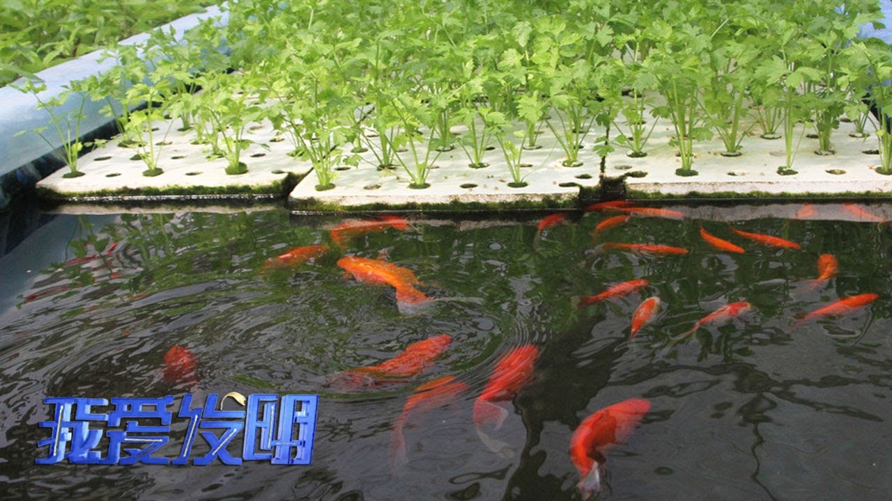 全新养鱼模式竟能养如此多的鱼!这里养鱼不换水,种菜不施肥,全方位揭秘鱼菜共生的高密度养殖法!|「我爱发明」20230425 - YouTube
