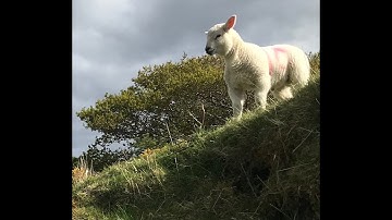 Habitat Scoring in the Pearl Mussel Project