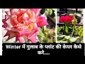 🔴winter में गुलाब के पौधे की केयर कैसे करे//Rose plant care tips #rose #plants #viralvideo