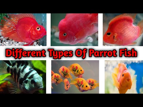 Different Types Of Parrot