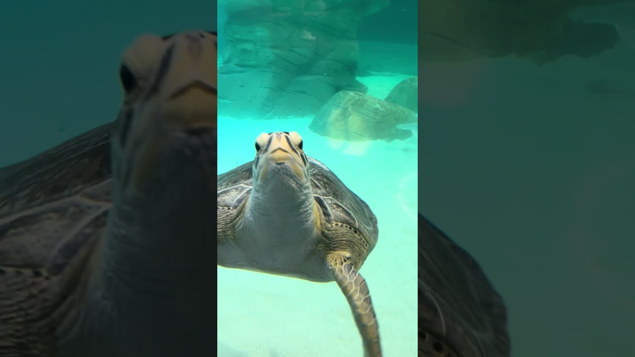 Day 20: Aquarium Opening 