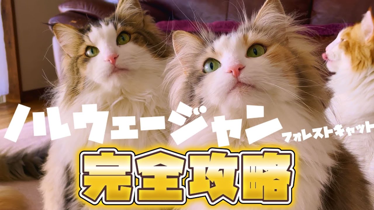 あるある大集合！！みんなのノルウェージャンあるある募集したら共感しかなかった！