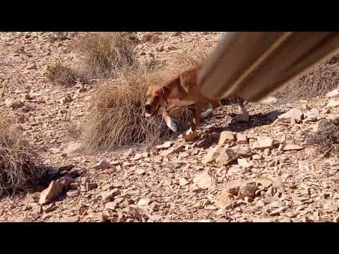 Beretta صيد الحجل في تبسة جبل لحوية 