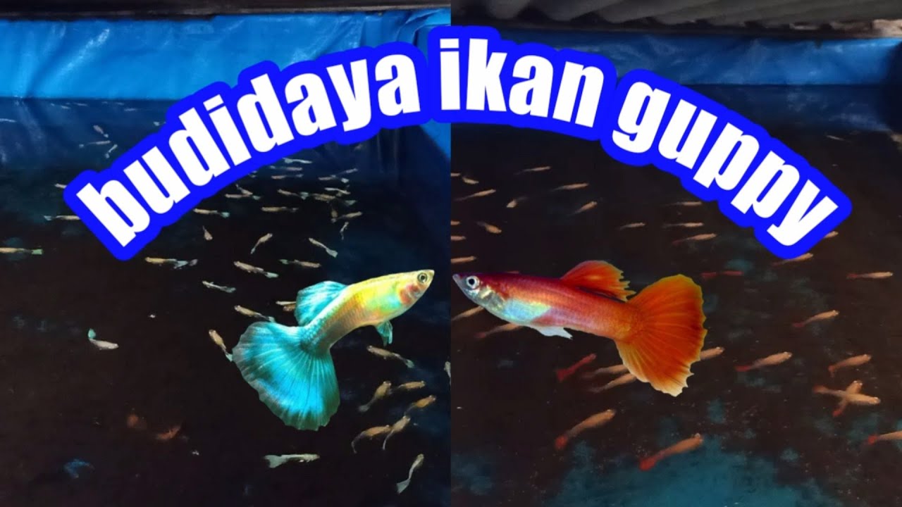 Iklan Gapi Budidaya ikan gapi/guppy - YouTube