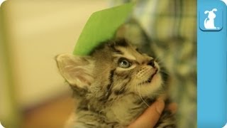 Kittens and Post It Notes - Kitten Love