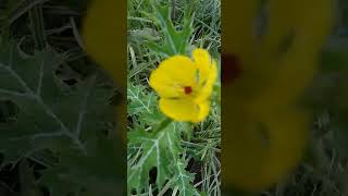 Papoula-Mexicana/(Argemone mexicana) L. [Ler Descrição]