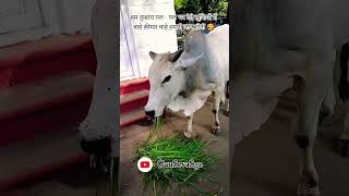 हम तुम्हारा पल - पल भर देते खुशियों से चाहे क़ीमत चाहे हमारी जान होती 🥰 #gaumata #yosho #gauseva #yt
