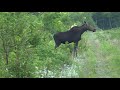 Cow Moose And Two Calves Aug 9 2020