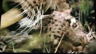 Walking with beasts sabertooth part 9/ dark times