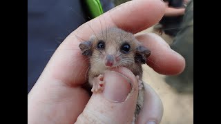 Western River Refuge: 2 Years On
Two years after devastating bushfires destroyed almost 50% of Kangaroo Island, the wildlife is bouncing back. Western River Refuge: 2 Years On
