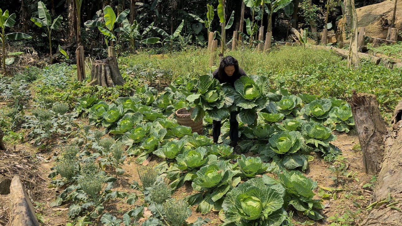 Return to survival shelter and the surprise, Survival instinct, Wilderness Alone, survival, Ep 205