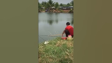 câu cá chép |shorts #câu_dạo_tv #câu_cá_chép