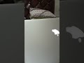 Mid 2015 Apple MacBook Pro #applelaptop #macbookpro