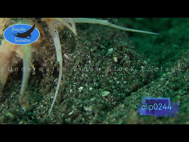 0244_Murex snail close up. 4K Underwater Royalty Free Stock Footage.