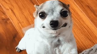 This Chihuahua Lost His Home Because Of Jealous Dog. Now He Has The Sweetest Mom.