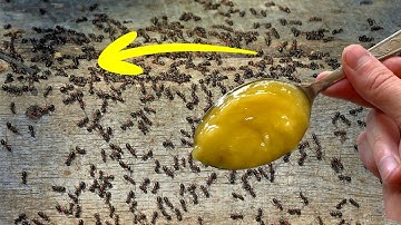 Kill Ants and Colony Fast and Easy ( Naturally ) DIY