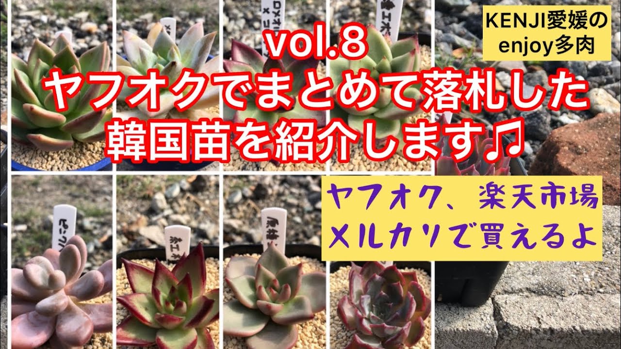 多肉植物 ヤフオクでまとめて落札した韓国苗を紹介します エケベリア Succulent Youtube 多肉植物 ヤフオクでまとめて落札した韓国苗を紹介します エケベリア Succulent Youtube