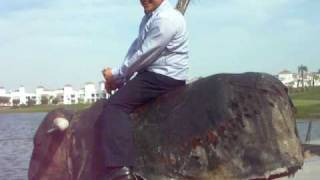 Jose En El Toro