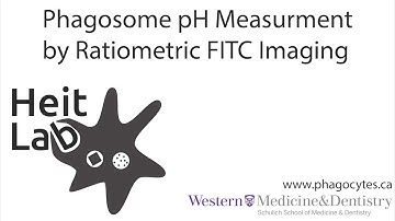 Quantification of Phagosome or Efferosome pH by Ratiometric FITC Imaging
