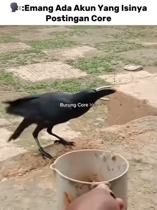 Momen Lucu Burung#tiktok#funny#beautiful#shorts#shortvideo#memes#meme#fyp#foryou#viral