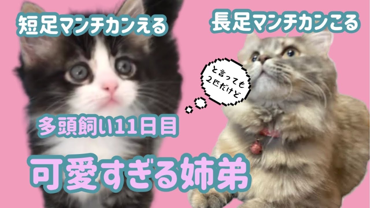猫動画 多頭飼い11日目 可愛すぎる姉弟 Youtube 猫動画 多頭飼い11日目 可愛すぎる姉弟 Youtube