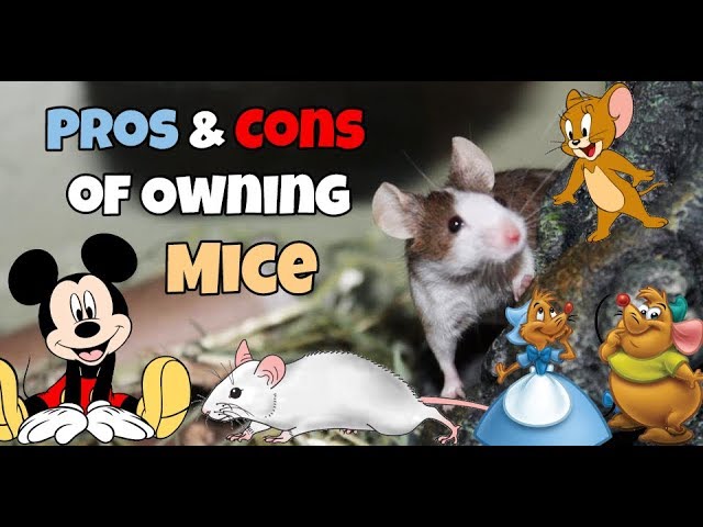 mouse as a pet pros and cons