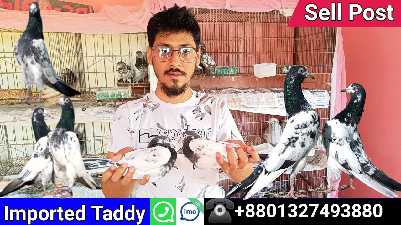 ইমপোর্টেড লাইন টেডি কবুতর বিক্রি হবে..টেডি ১২৮.. ওমান ব্লাড লাইন টেডি..KTM টেডি.. imported teddy