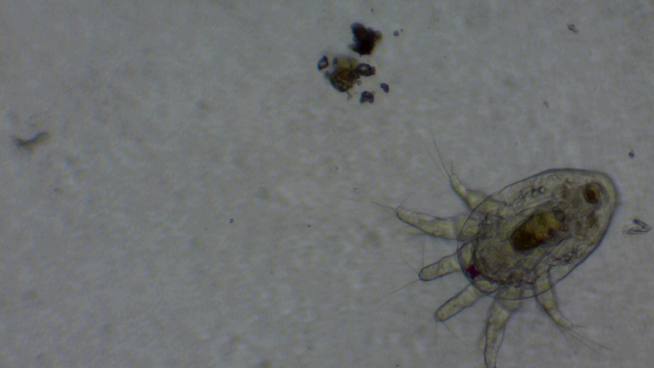 Cyclopoida In Naupliar Stage