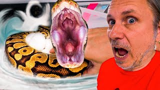 SNAKE MOM ATTACKS PROTECTING HER EGGS!! I ALMOST RUIN HER CLUTCH!!!  | BRIAN BARCZYK