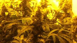 Update 9:Ktrain, day 56 into bloom