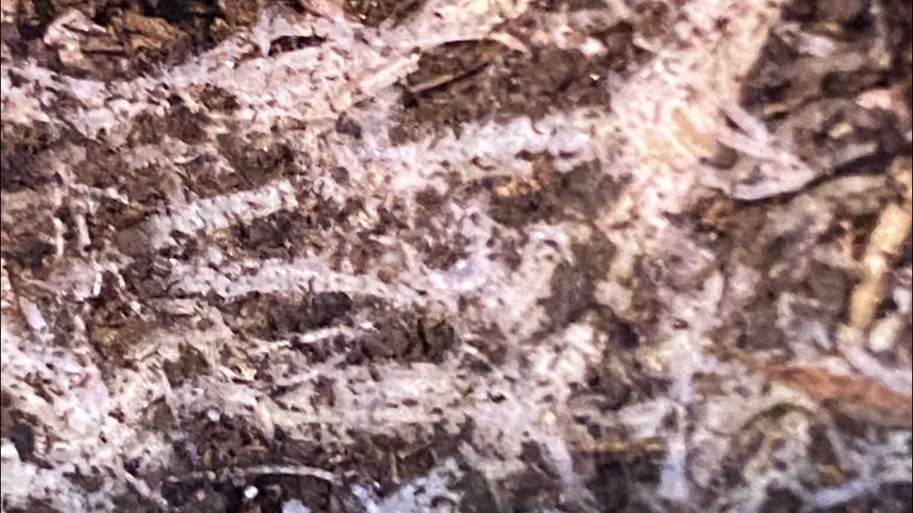 The Roots of a Plant 🌱 grown in Living Soil Looks like . Beneficial Microbes Colonization