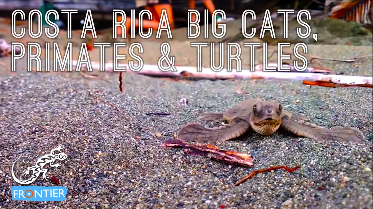 Costa Rica Big Cats, Primates and Turtles Conservation Surveys - YouTube