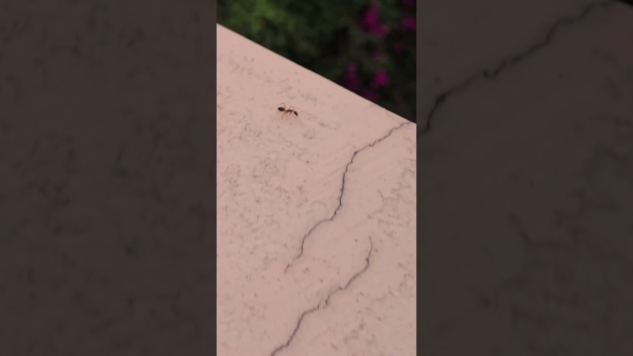 While chasing an ant...#ant #antrace #nature #speed adlı videoyu YouTube'da izle While chasing an ant...#ant #antrace #nature #speed adlı videoyu YouTube'da izle