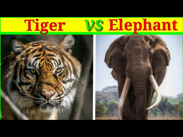 Bengal tiger vs Siberian tiger Comparison in Hindi #Shorts #Short 