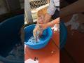 The baby monkey didn't seem to like it when its dad gave it a bath.