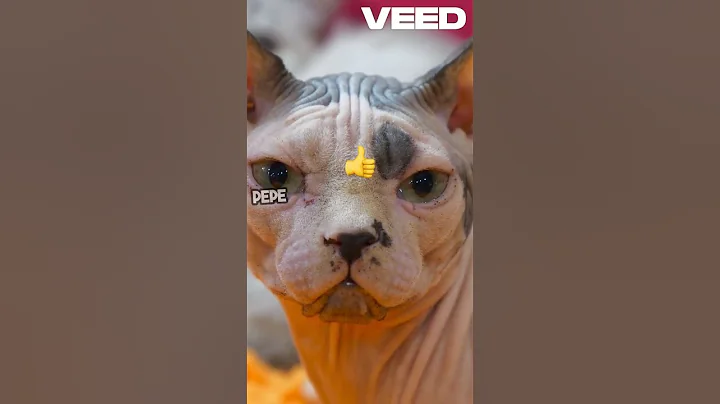 Watch the video about Cristiano Ronaldo’s Cat Lives Better Than You! 🐱💰🔥#cat