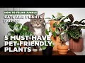 5 musthave pet friendly indoor plants l easy nontoxic to pets houseplants