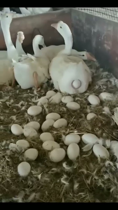 How Goose Lays Eggs #shorts 🥚😲🤔👍😄