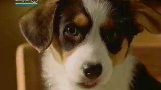 Advantage Flea Control Commercial 1999
